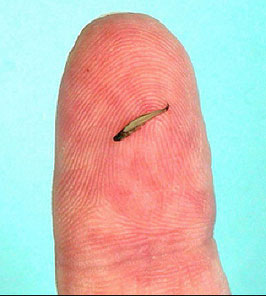 worlds_smallest_fish2.jpg