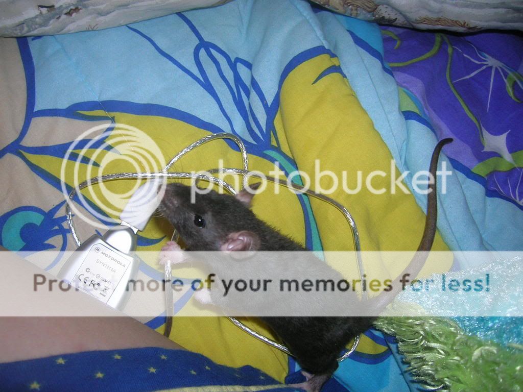 ratties2006.jpg