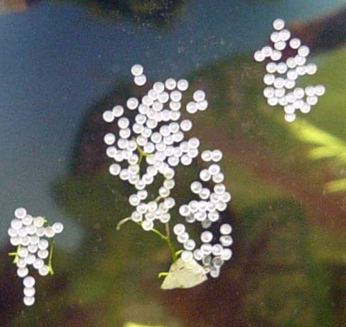 Corydoras_aeneus_eggs.jpg