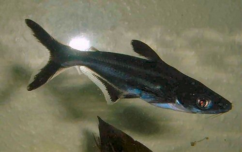 p_hypophthalmus3.jpg