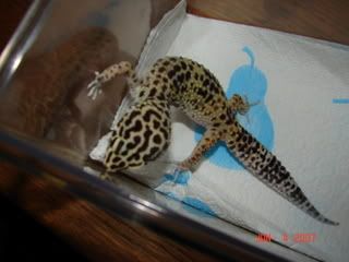 gecko005.jpg