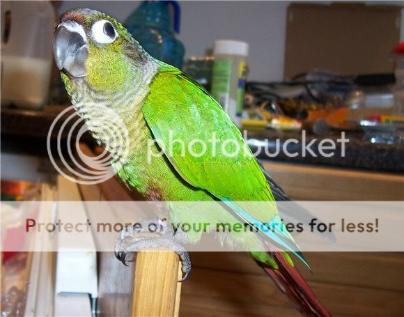 conure4300705.jpg