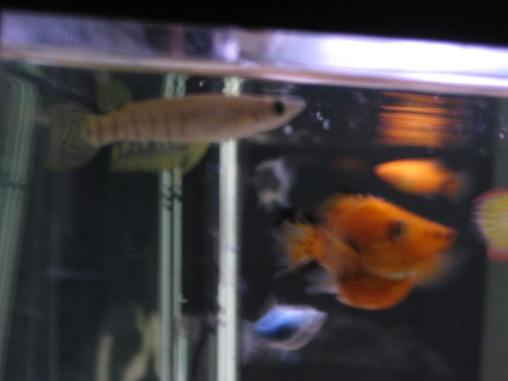 Newkillifishandhillstreamloach021.jpg