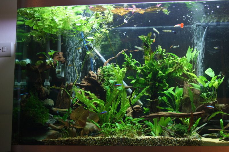 newfishtank063.jpg