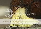 snail_yellow_rabbit3.jpg