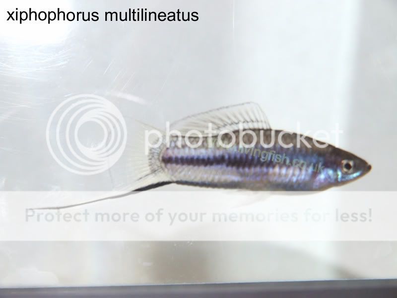 xiphophorus-multilineatus.jpg