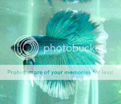 turquoisebutterfly_mermaid2.jpg