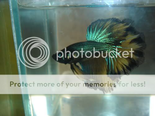 betta191.jpg