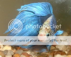 BlueBetta4.jpg