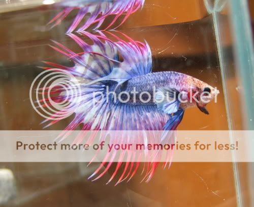 betta5.jpg