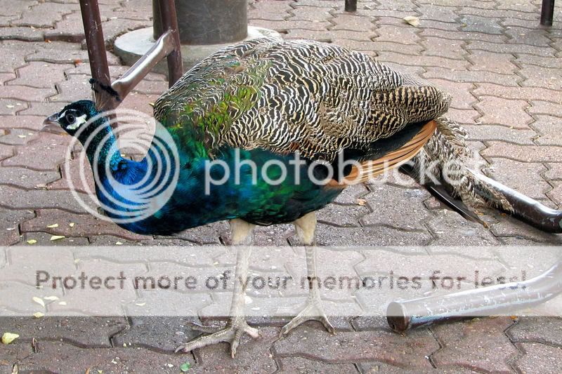 peacock4.jpg