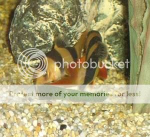 080206clownloaches.jpg