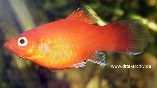 platy-w.jpg