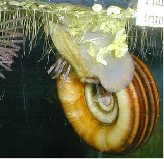 Ramshorn+Snail.jpg