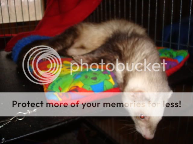 ferrets1008.jpg