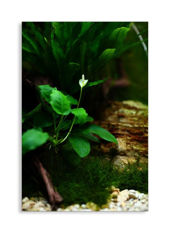 flowering-anubias.jpg