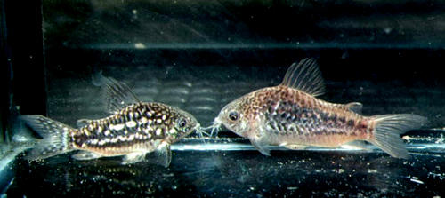 corydoras_undulatus_species_large.jpg