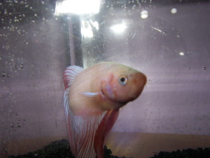 bettas009.jpg