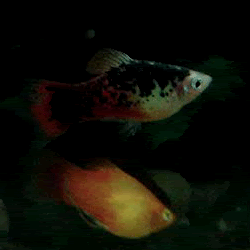 Platys.gif