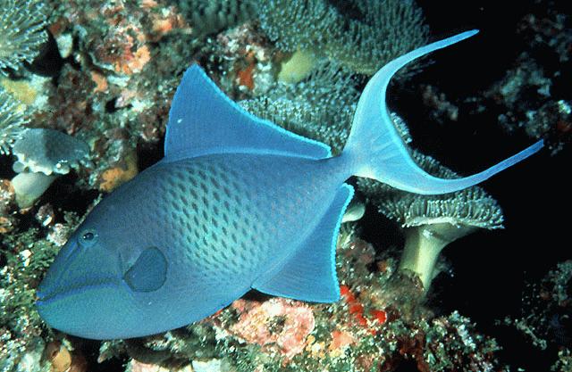 odonus_niger_niger_triggerfish32914.jpg