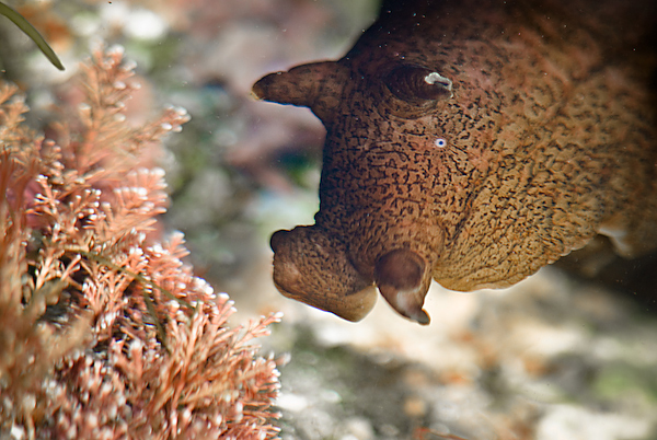 Rockpoolin___II_by_HairyToes.jpg