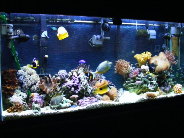 2007_0429fishtank0049.jpg