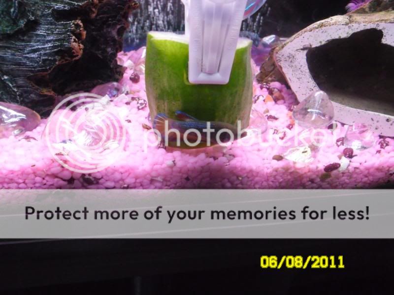 Bettas026.jpg