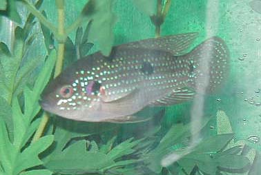 jewel-cichlid.jpg