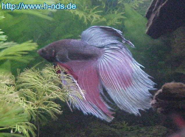 betta_splendens03.jpg