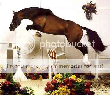 hanoverian-0002.jpg