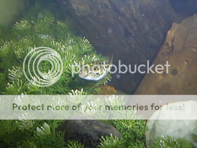 fishtankpics015.jpg