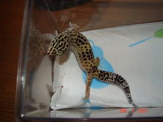 gecko003.jpg