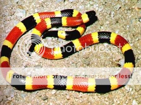 coral-snake.jpg