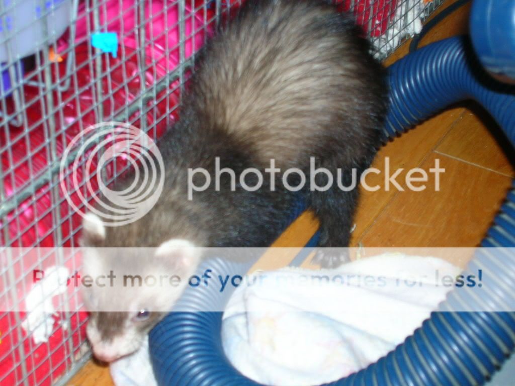 ferrets011.jpg