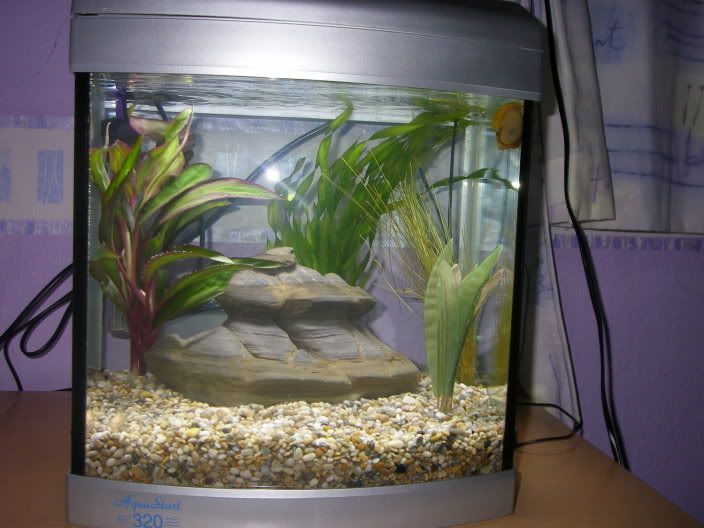 bettas001.jpg