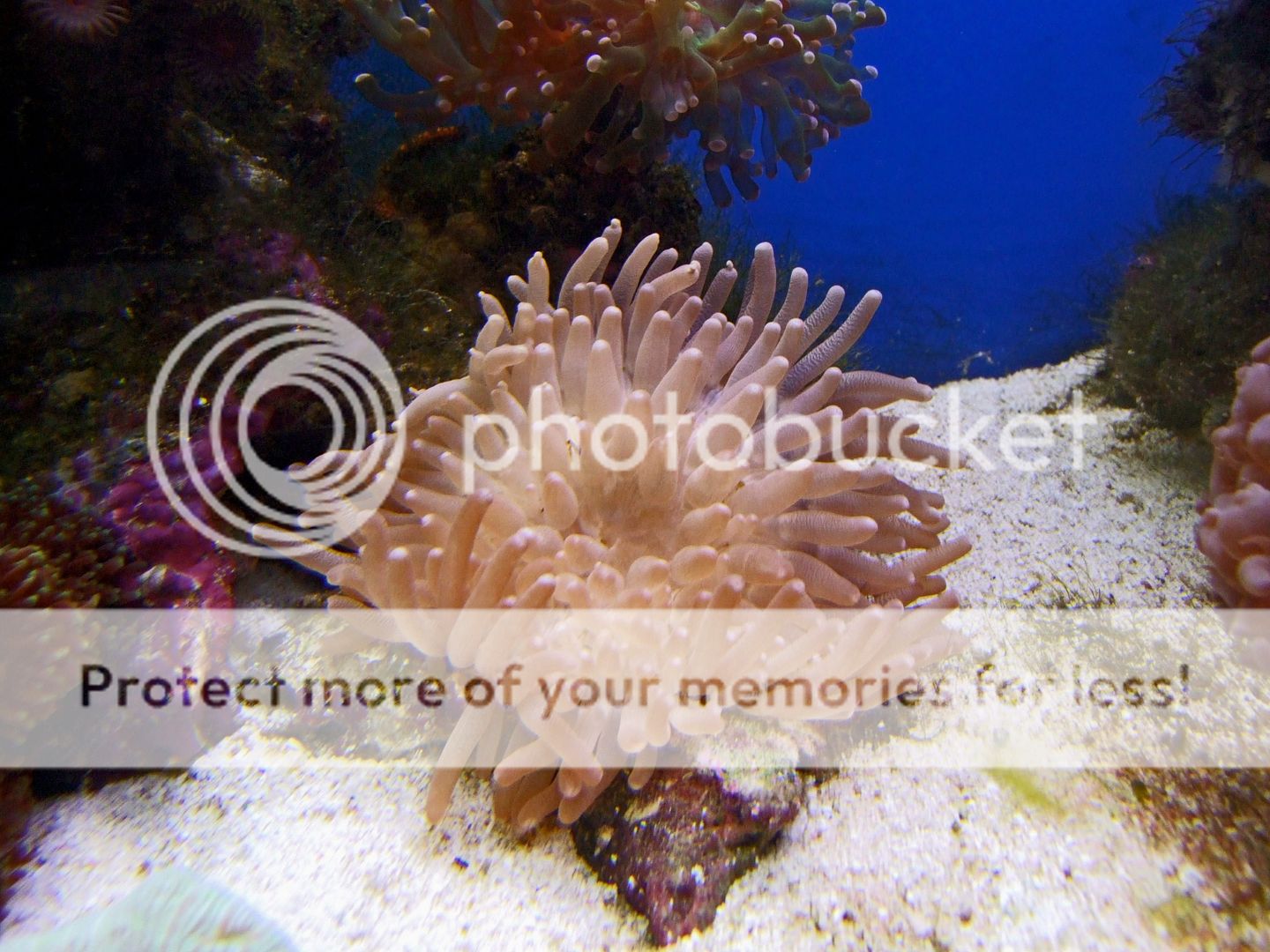 2009_0804Reef0008a.jpg