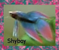 shyboy2.jpg