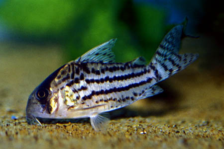 corydoras_schwartzi_2.jpg