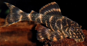 Striped_LDA22_Pleco.jpg