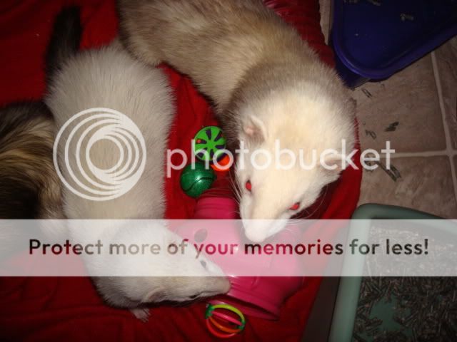 ferrets003-1.jpg