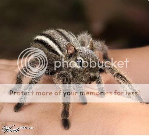 w1kspidersquirrel.jpg