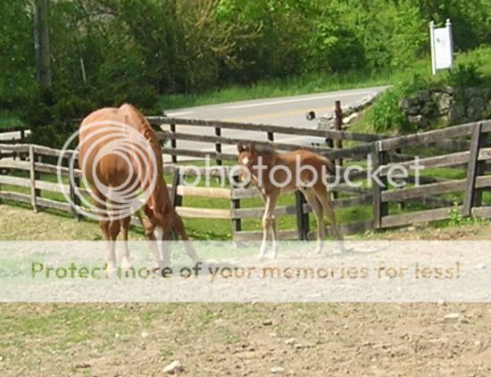 horses12037.jpg