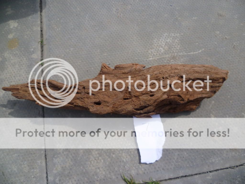 bogwood093.jpg