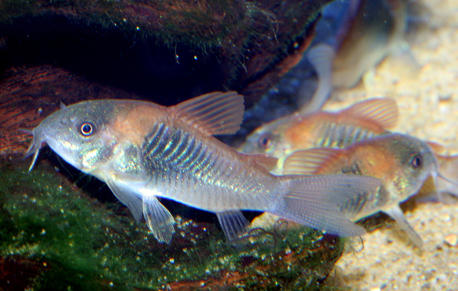 corydoras_venezuelanus_species_large.jpg