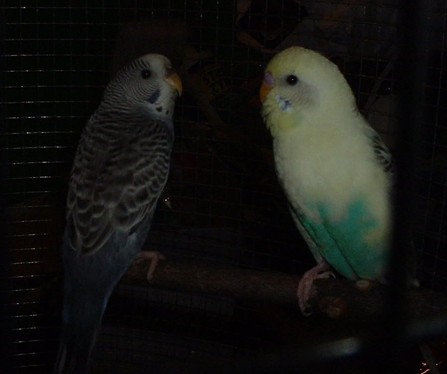 parakeets.jpg