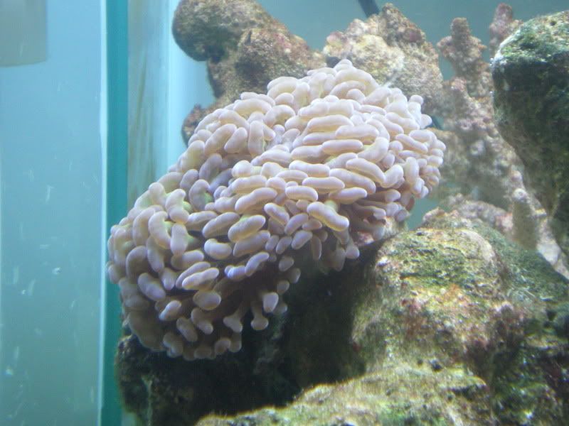 HammerCoral.jpg