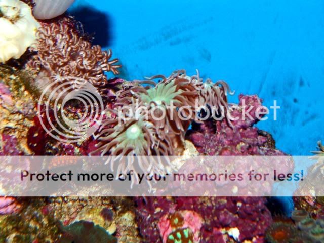 2009_0902Reef0031.jpg