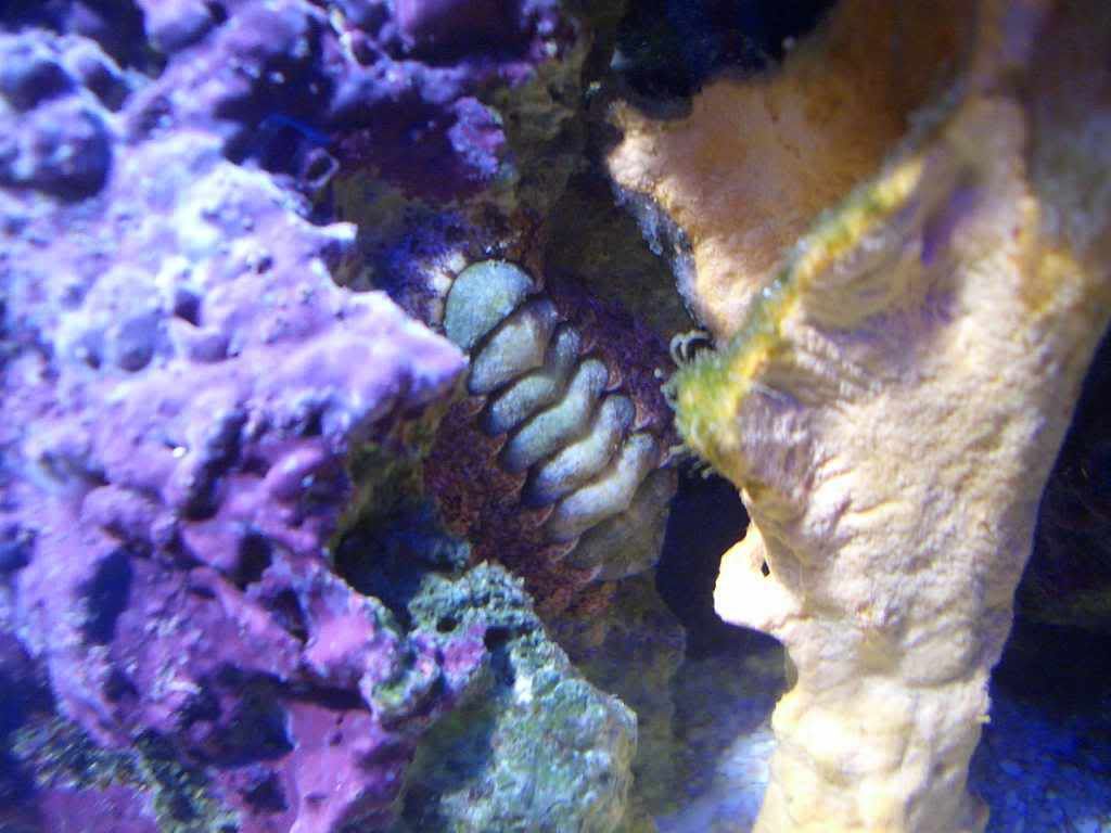 Chiton.jpg