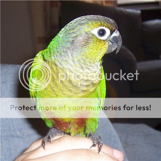 conure2300705.jpg