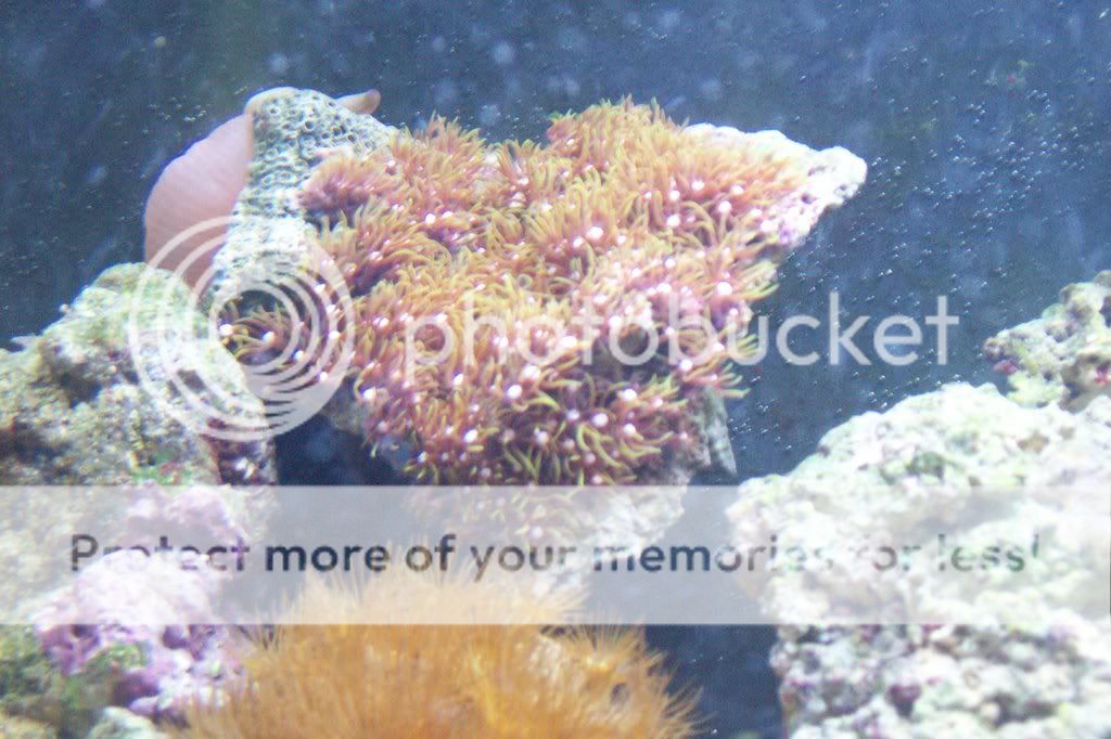 aquarium041.jpg